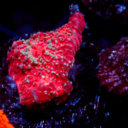 JC Space Rock