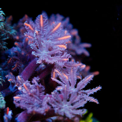 JC Orange Clove Polyp