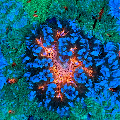 JC Ultra Rock Flower Anemone