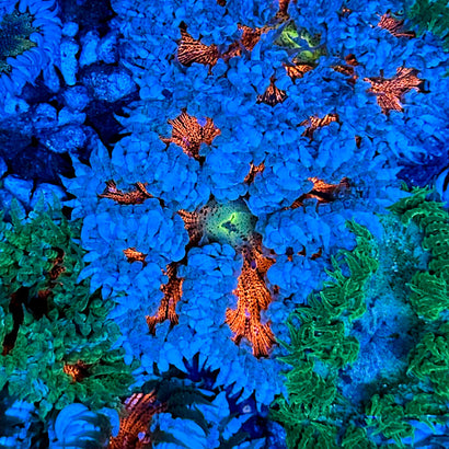 JC Ultra Rock Flower Anemone