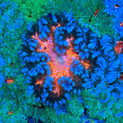 JC Ultra Rock Flower Anemone