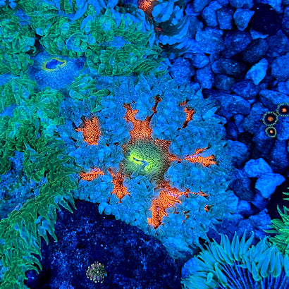 JC Ultra Rock Flower Anemone