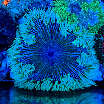 JC Ultra Rock Flower Anemone