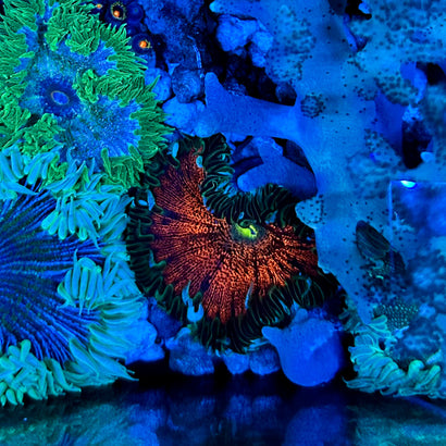 JC Ultra Rock Flower Anemone