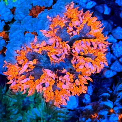 JC Ultra Rock Flower Anemone