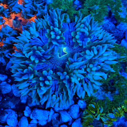 JC Ultra Rock Flower Anemone
