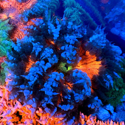 JC Ultra Rock Flower Anemone