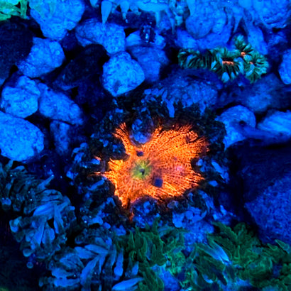 JC Ultra Rock Flower Anemone