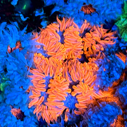 JC Ultra Rock Flower Anemone
