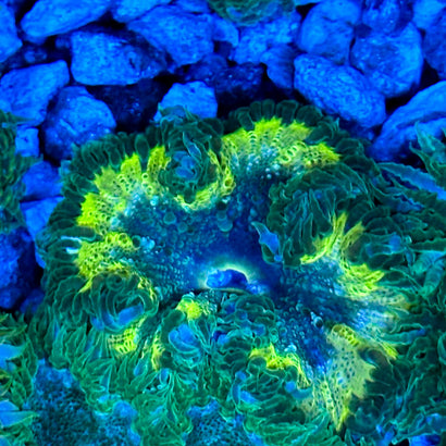 JC Ultra Rock Flower Anemone