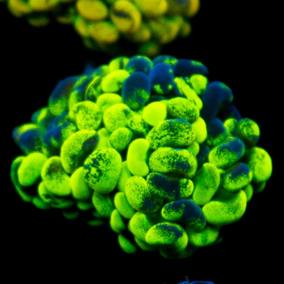 JC Ultra Splatter Hammer