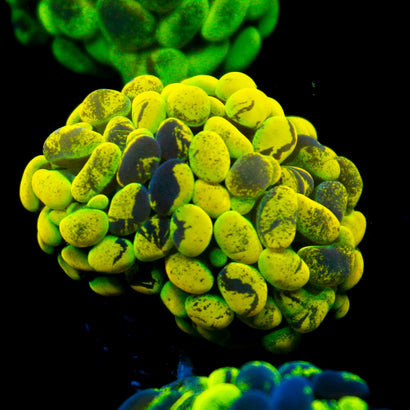 JC Yellow Splatter Hammer