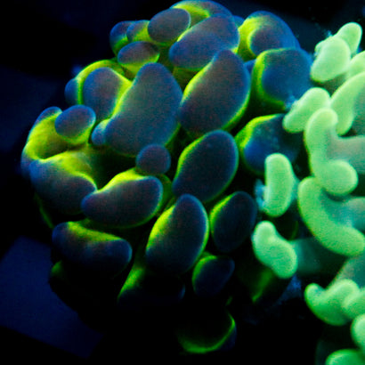 JC Alien Bright Hammer