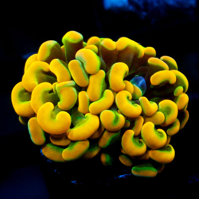 JC Rainbow Gold Hammer