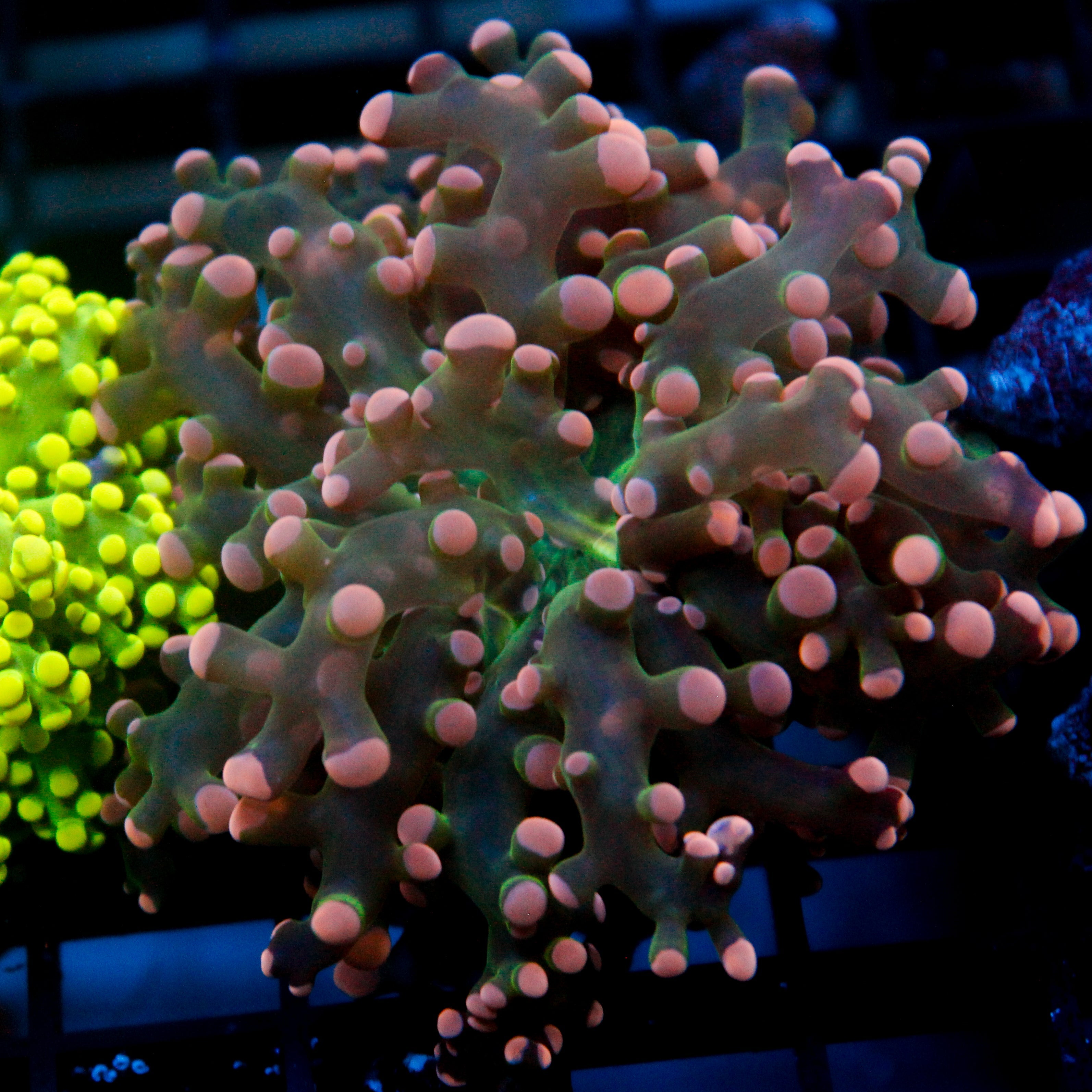 JC Pink Tip Octo