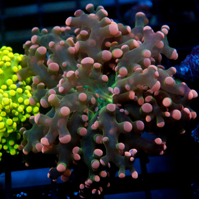 JC Pink Tip Octo