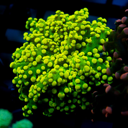 JC Neon Green Octo