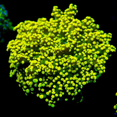 JC Neon Yellow Octo