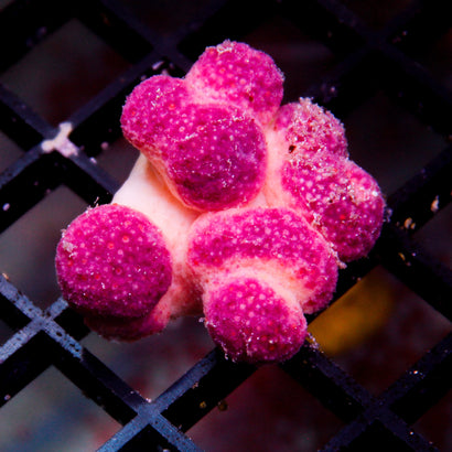 Puppy Paw Coral