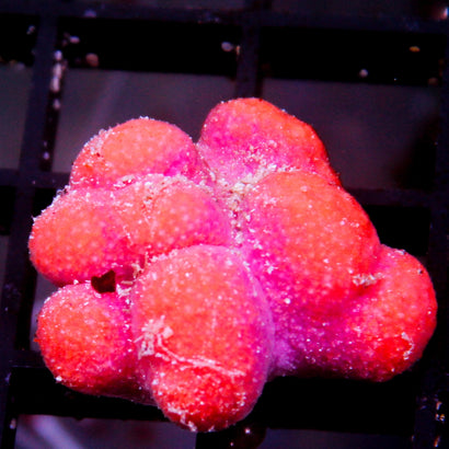 Puppy Paw Coral