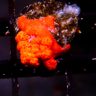 Orange Dendronepthya