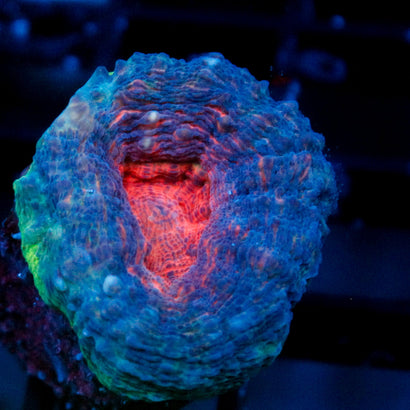 JC Blue Agave Lobophyllia