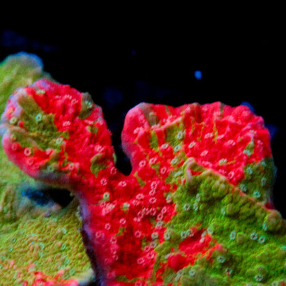 JC Grafted Monti
