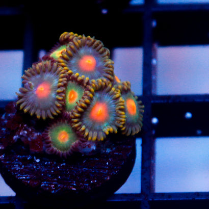 JC Alien Blood Zoa Mini Colony