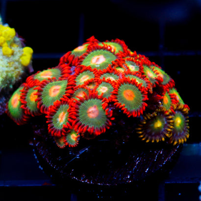 Gatorade Zoas