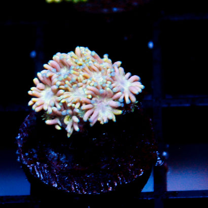 JC Rainbow Pearl