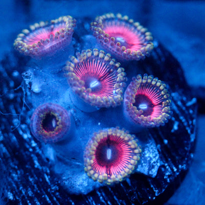 JC Terrorizer Zoanthid