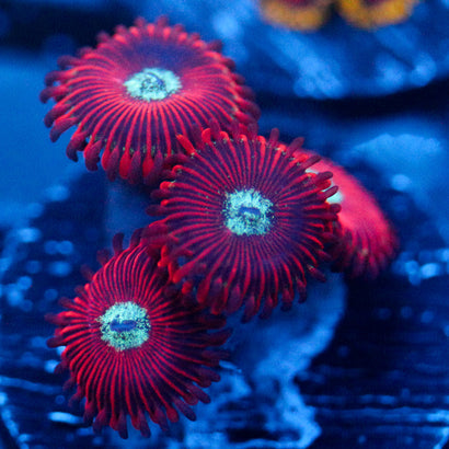 JC Magician's Zoanthid