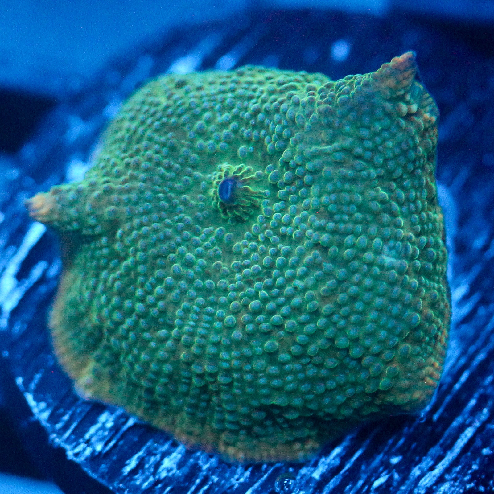 JC Orange Skirt Discosoma