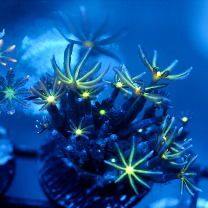 JC Enchantress Polyp Coral