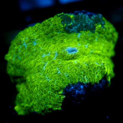 JC Kryptonite Rhodactis