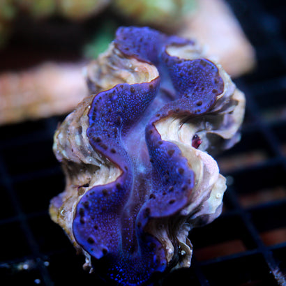 Biota Stellar Night Maxima