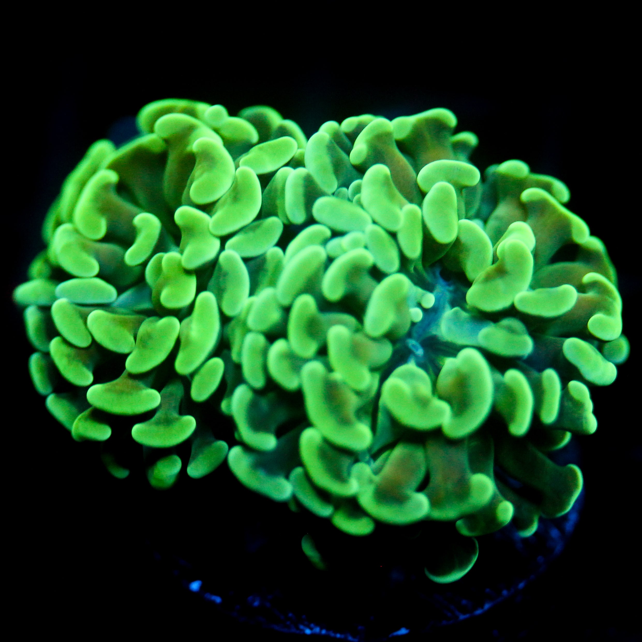 JC Irish Bouquet Hammer