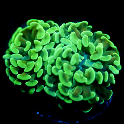 JC Irish Bouquet Hammer