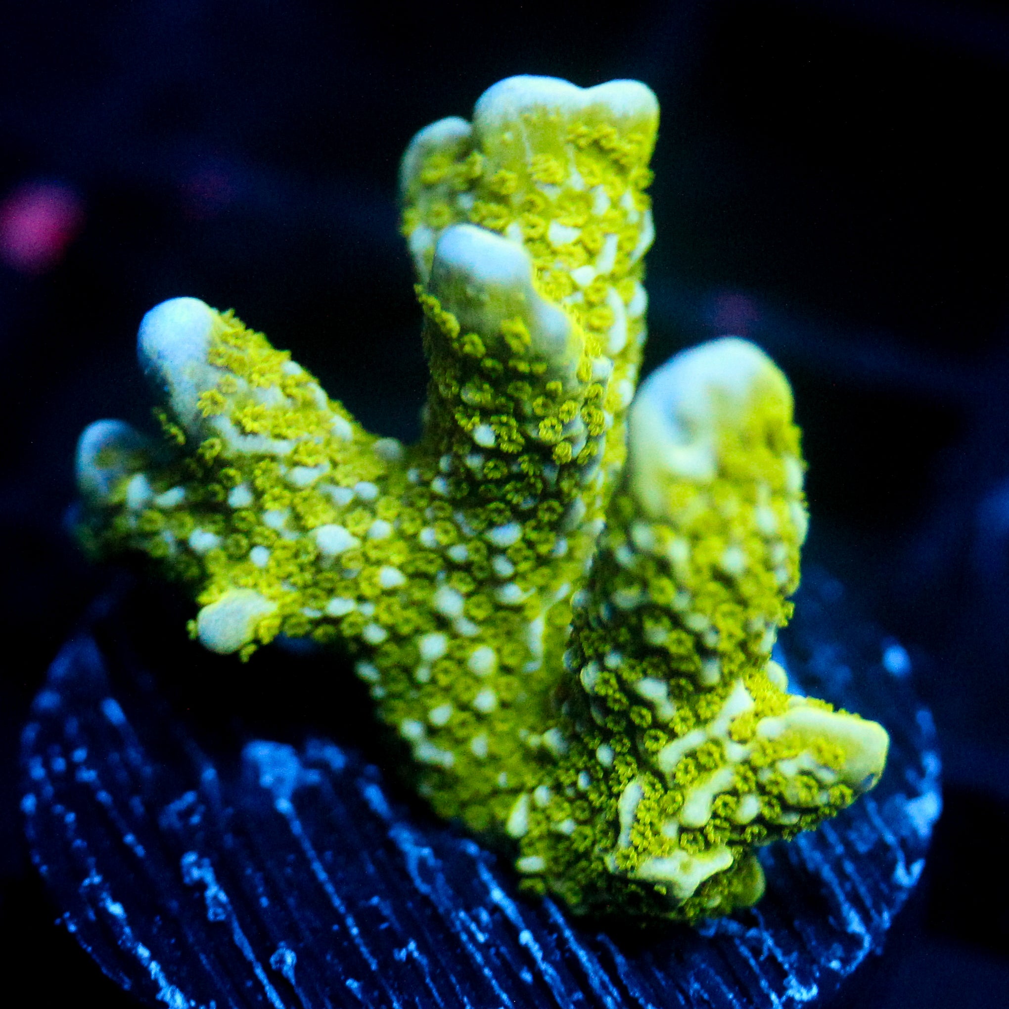 JC Neon Green Digi Monti