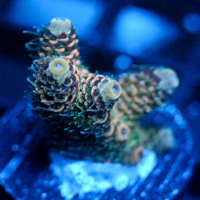 JC Orange Kiss