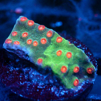 JC Evil Swarm Cyphastrea