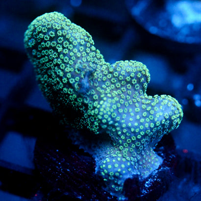 JC Minty Styloporah