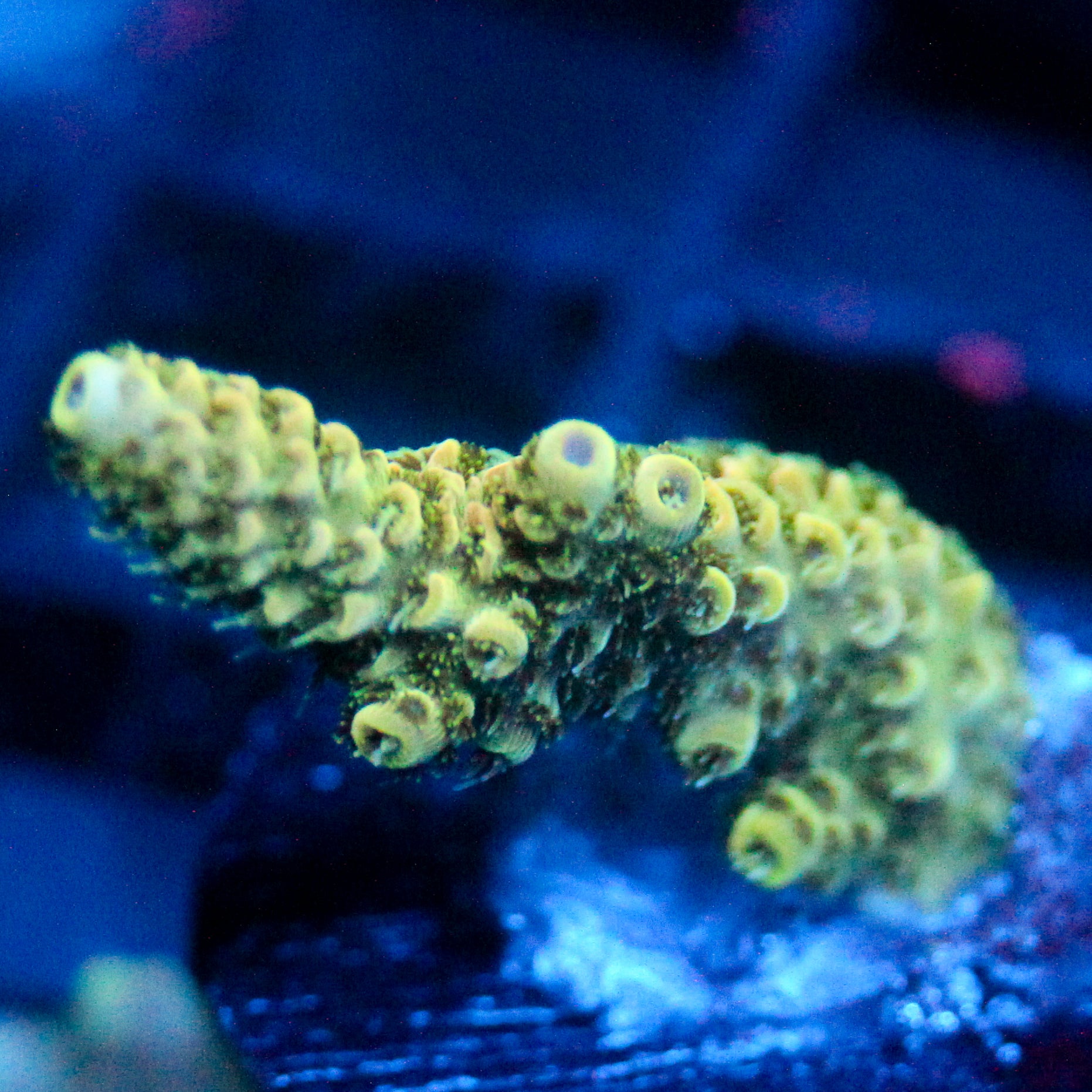 JC Electrum