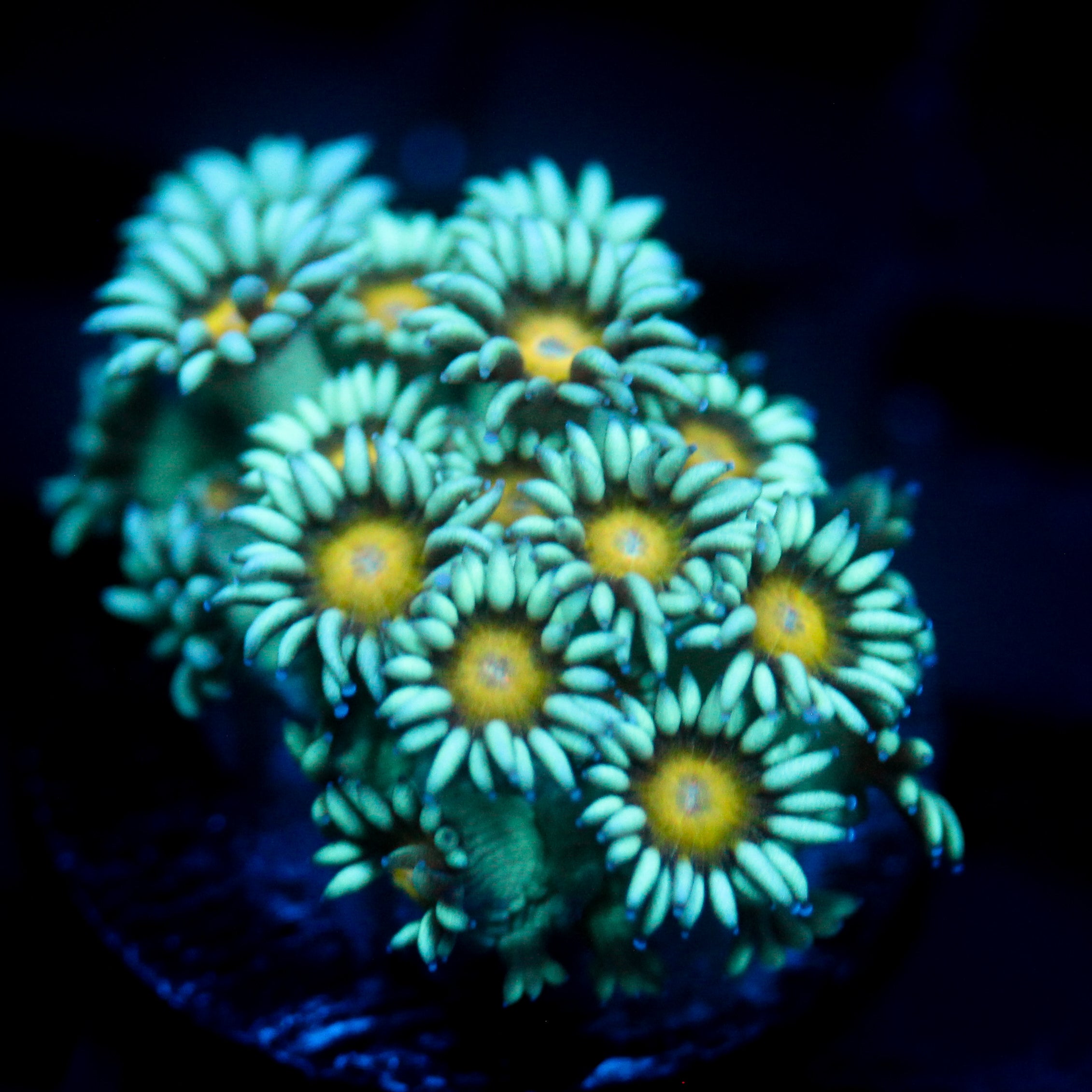 JC Sunflower Goni