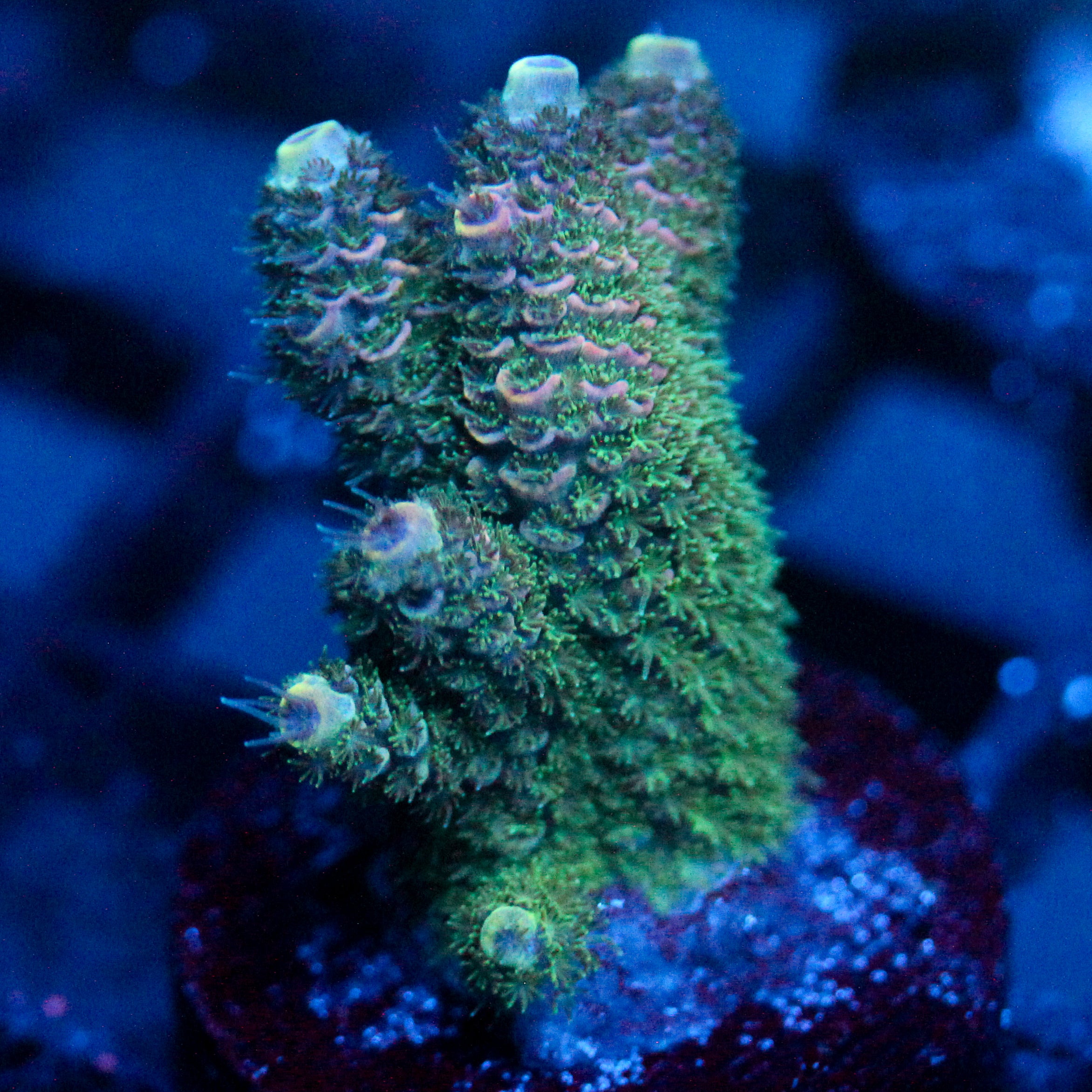 JC Flux