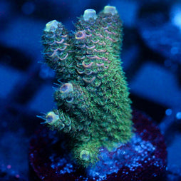 JC Flux