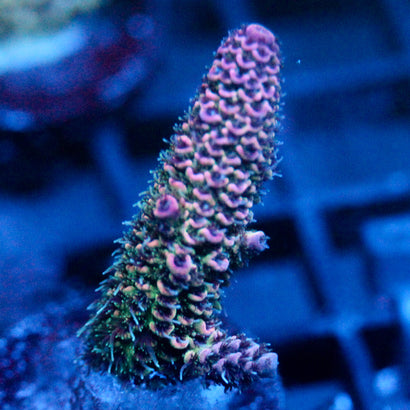 JC Purple Flux