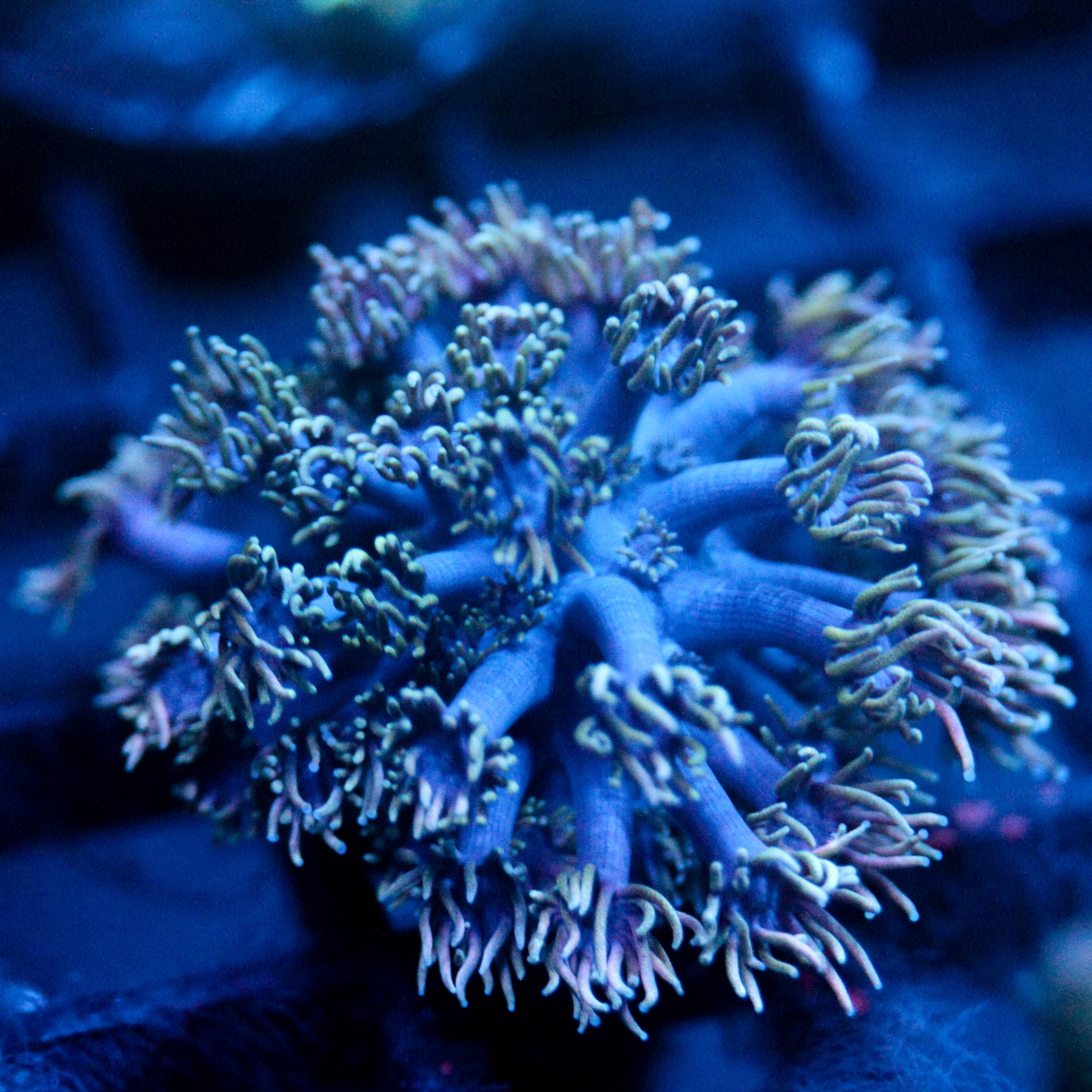 JC Aurora Goni
