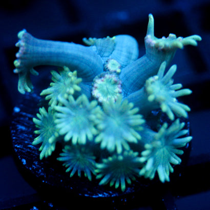 JC Blue Dancer Goni