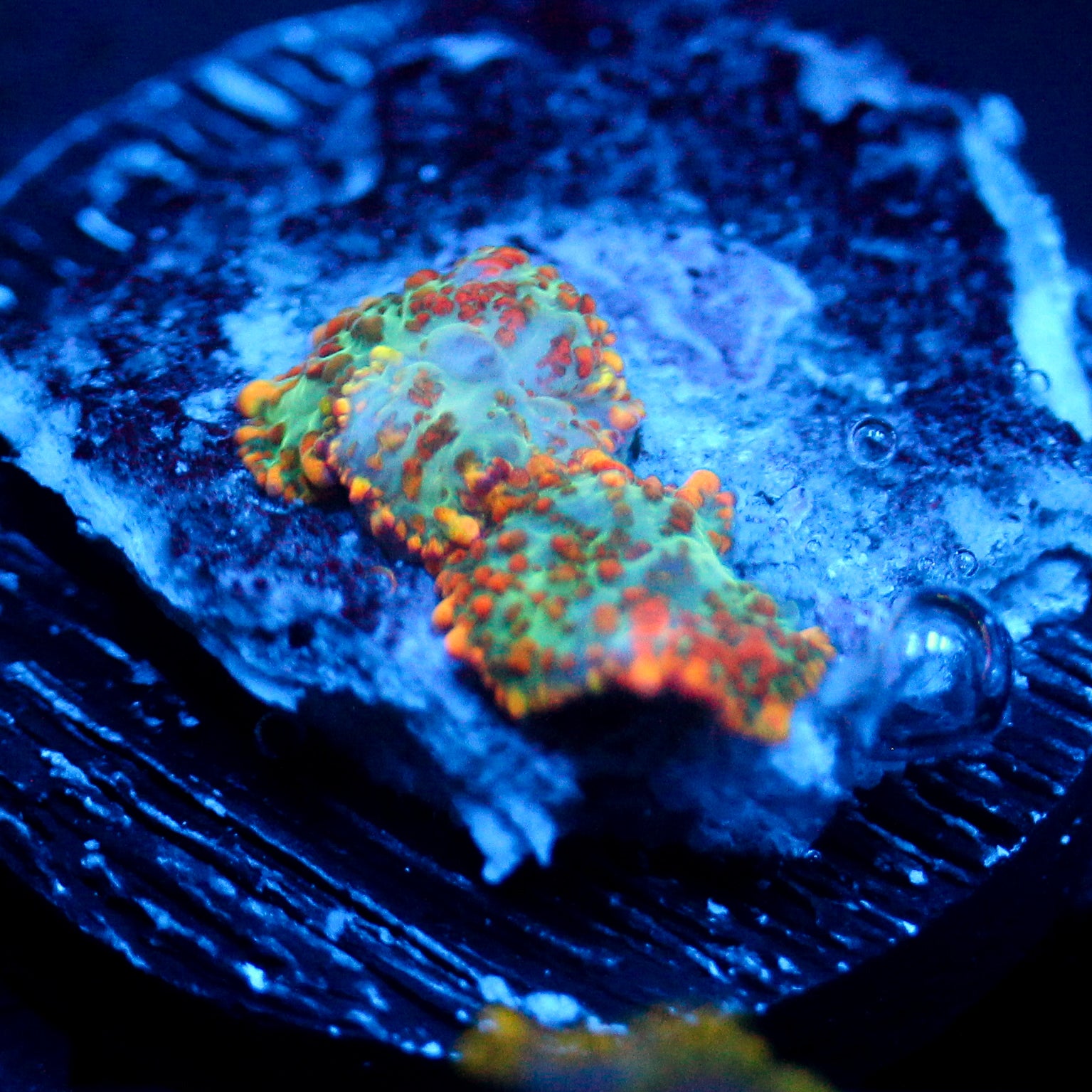 JC Orange Crush Rhodactis